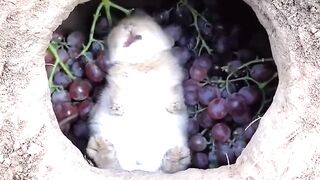 The rabbit eats grapes leisurely in the cave. Cute pet debut plan
