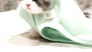 Cute baby cat
