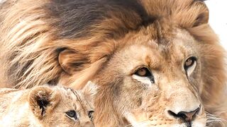 King and Prince- Nonhoi Park Lions
