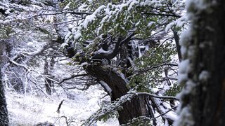 Winter solstice - enchanting snow covered forest in winter | Trending HD Video