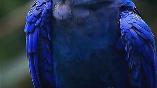 Cinematic | Colorful Macaw in Action | Stunning Tropical Bird Moments ????✨