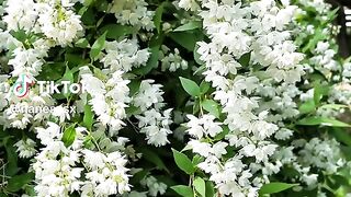 White flowers
