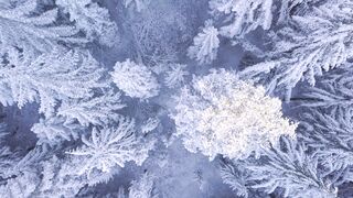 The Shy Snow Woman and the Cursed Ring - trees covered with snow | Trending HD Video