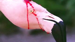 Animals With the Saddest Love Lives #facts #animalfacts #wildlife