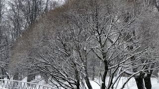 Winter Coat - snowy park scene with bridge and dog | Trending HD Video