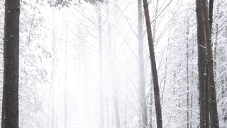 Winter Coat - person walking in snowy pathway surrounded by trees | Trending HD Video