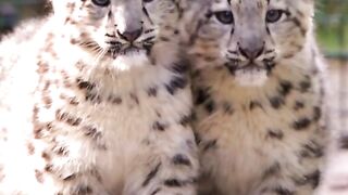 Cinematic | Ghost of the Mountains | The Majestic Snow Leopard in the Wild
