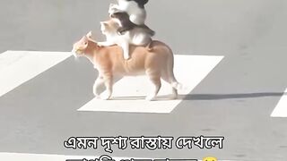 Beautiful Scene !!!! Cat