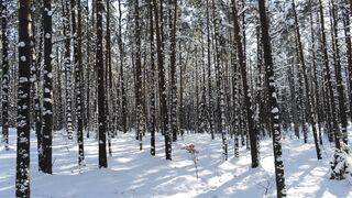Winterhalter - a snow covered forest | Trending HD Video