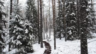 Snow boot - a forest covered with snow | Trending HD Video