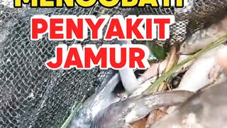 Lele kena penyakit JAMUR❗Begini cara mengOBATInya