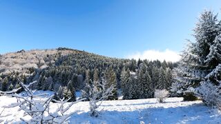Winter Coat - a trees on a snow covered ground under the blue sky | Trending HD Video