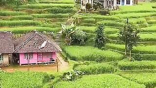 Suasana kampung yang indah di pinggir sawah #suasanakampung