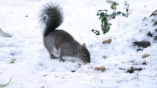Winterhalter - video of a squirrel eating nut | Trending HD Video