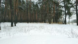 Winterhalter - snow covered ground in a winter forest | Trending HD Video