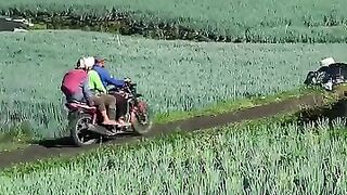 Green vegetable fields as far as the eye can see