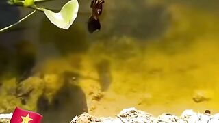 Incredible Fishing in Vietnam | Big Carp & Catfish Catch