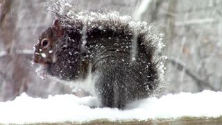 Snow boot - id | Trending HD Video