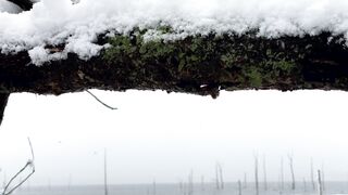 Snow boot - a snow covered tree branch with a view of the water | Trending HD Video