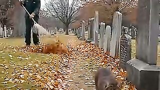 The groundskeeper tried to chase this cat away... until he saw the grave????????