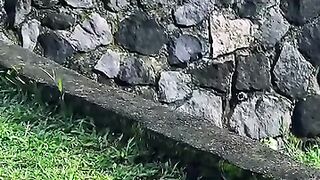 Gunung merapi sedang kepanasan soale pakai topi????