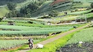 Pay attention to the potato plants, the longer they grow, the stronger the wind gets????