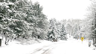 Winter Coat - trees and a road covered in snow | Trending HD Video