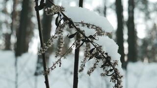 The Shy Snow Woman and the Cursed Ring - close up a plant with a snow | Trending HD Video