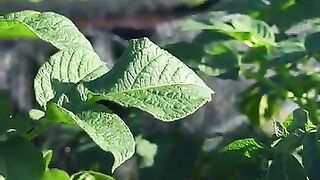 Hiding in the potato field????