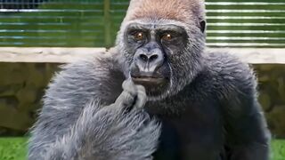 গোরিলা মানুষের ভাষা শেখে! ???? Gorilla learn human Language ???? Cartoon Story #shorts #viral #primates.mkv