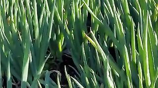 Behind the lush onclang plants there is the hidden beauty of Allah's creation.