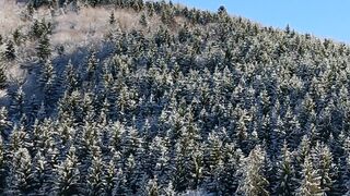 Winter Coat - a trees on a snow covered ground under the blue sky | Trending HD Video 2