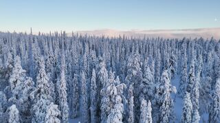 Winter solstice - aerial view of snowy finnish lapland forest | Trending HD Video