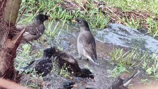 Myna bird bathing in water puddle