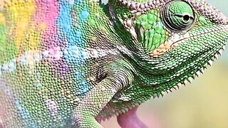 Chameleon playing with friends with colours