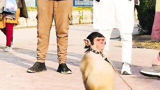 Funny monkey 25