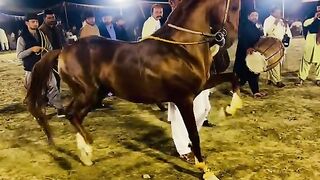 Horse dance 5