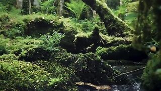 The enchanted blackforest ????????… | ????Schweinbachtal / Calw / Germany ????????