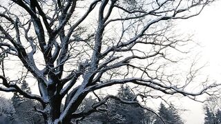 Winter solstice - close up of a leafless tree in a winter landscape | Trending HD Video