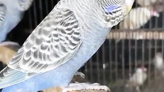 Cough chicken