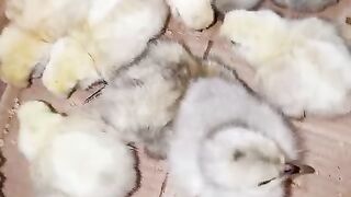 Little feather