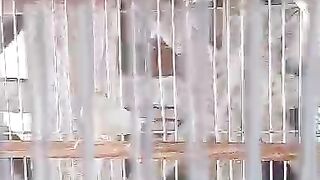 Nayab chicken