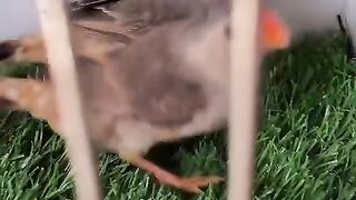 Red beak fenches
