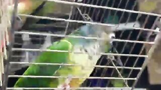 my chicken