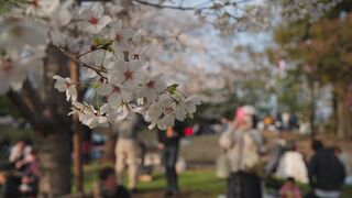 Travelpro - cherry blossom picnic in ueno park tokyo | Trending HD Video