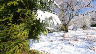 The Shy Snow Woman and the Cursed Ring - snow on a pine tree branch in a winter landscape | Tre