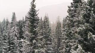 The Shy Snow Woman and the Cursed Ring - snow covered trees in the forest | Trending HD Video