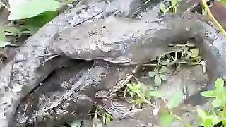 Looking for fish or eel.. Thanks for watching..!!