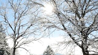 Winter Coat - a snowy winter landscape on a sunny day | Trending HD Video