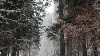 Winterhalter - woods under snowfall | Trending HD Video